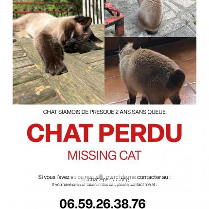 Photo 1/1 Goa Chat lost in Sainte genevieve des bois