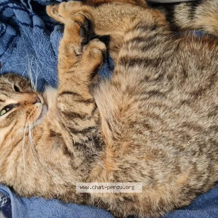 Photo 1/1 Found cat Found in Charentilly