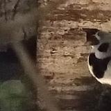 Picture of cat found at Villa Crespo