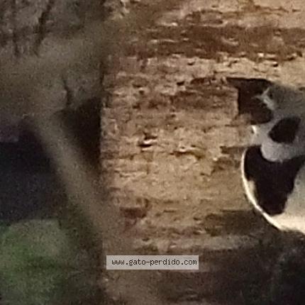 Photo 1/1 Found cat Found in Villa crespo