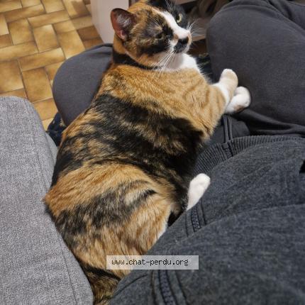 Photo 1/1 Moustache Chat lost in Saint vallier