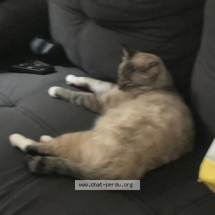 Photo 1/1 Leveneur Chat lost in Le tampon