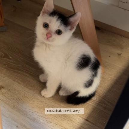 Photo 1/1 Chouchou Chat lost in Chauvigny