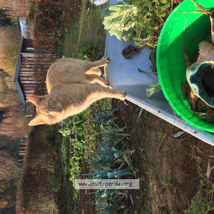 Foto 1/1 Wiedergefundene Katze Verloren in Oberkorn