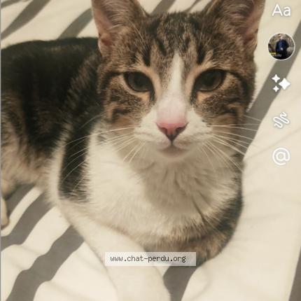 Photo 1/1 mimi Chat lost in Oraison