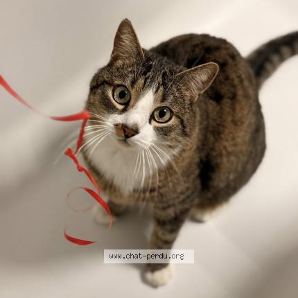 Photo 1/1 LOULOU Chat lost in Berstett