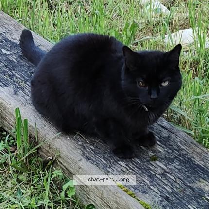 Photo 1/1 Izy Chat lost in Carnoux en provence