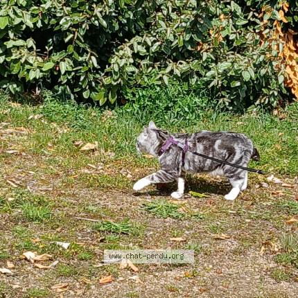 Photo 1/1 Grisette Chat lost in Pleubian