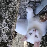 Picture of cat lost at Bourg De Peage