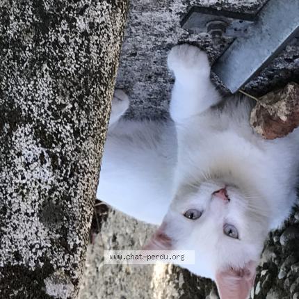 Photo 1/1 Cat reunited Lost in Bourg de peage