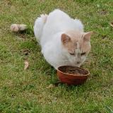 Picture of cat found at Ponteyraud