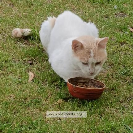 Photo 1/1 Found cat Found in Ponteyraud