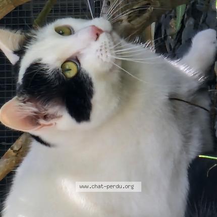 Photo 1/1 Zorro Chat lost in Chelles