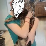 Picture of cat lost at Raches