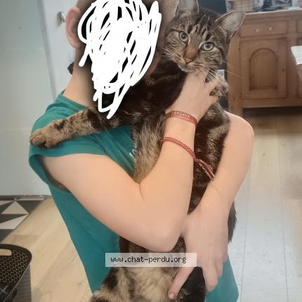 Photo 1/1 Uby Chat lost in Raches