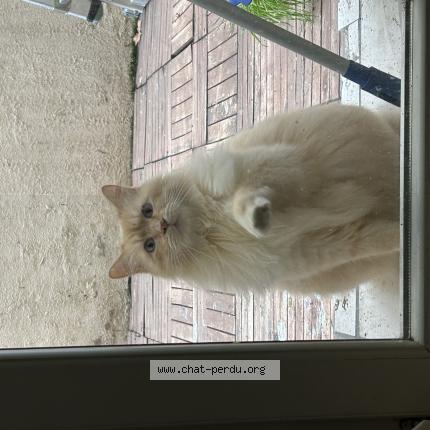 Photo 1/1 Tsuki Chat lost in Marsielle