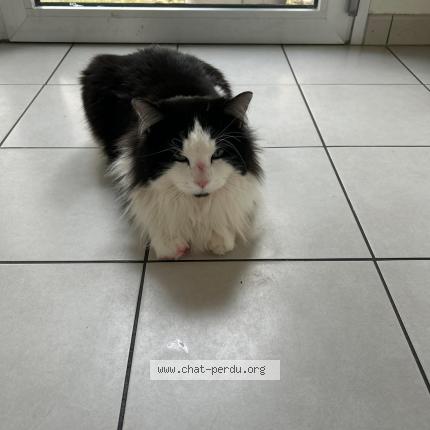 Photo 1/1 Mickey Chat lost in Bretigny sur orge