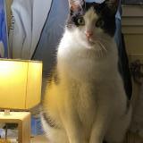 Picture of cat lost at Montpellier