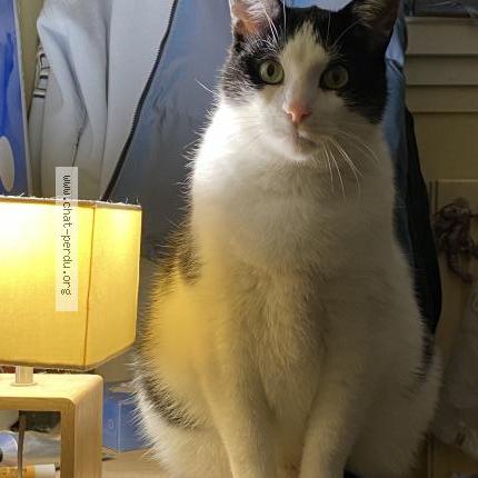 Photo 1/1 Lucky Chat lost in Montpellier