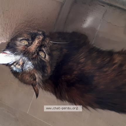 Photo 1/1 Found cat Found in Nice