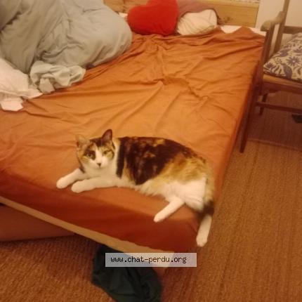 Photo 2/2 Nola Chat lost in Saint fargeau