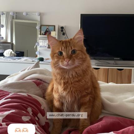 Photo 1/1 Tigrou Chat lost in Metz