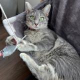 Picture of cat lost at Alixan