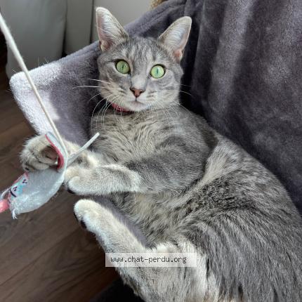 Photo 1/1 Stella Chat lost in Alixan