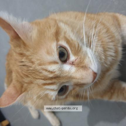 Photo 1/1 Mao Chat lost in Caromb