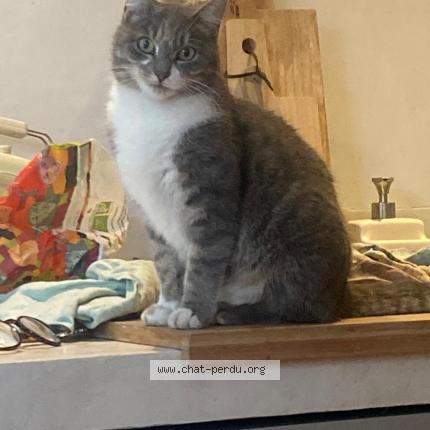 Photo 1/1 PRUNE Chat lost in Grenoble