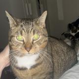 Picture of cat lost at Villeparisis