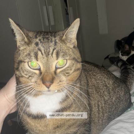 Photo 1/1 Grisette Chat lost in Villeparisis