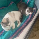 Picture of cat lost at Rillieux La Pape