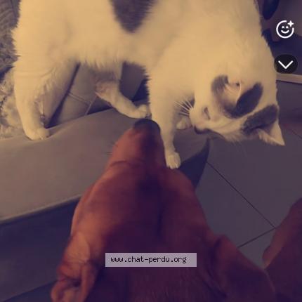 Photo 1/1 Tito Chat lost in Saint orens de gameville