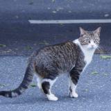 Picture of cat found at Behen