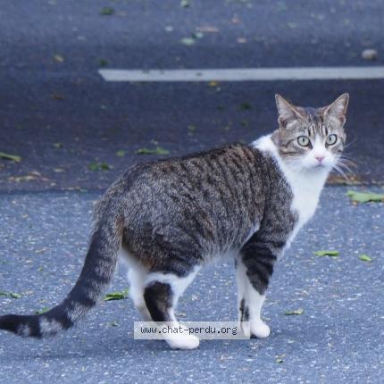 Photo 1/1 Found cat Found in Behen