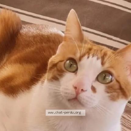 Photo 1/1 rouki Chat lost in Saint jean de valeriscle