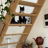 Picture of cat found at Val De Chaise