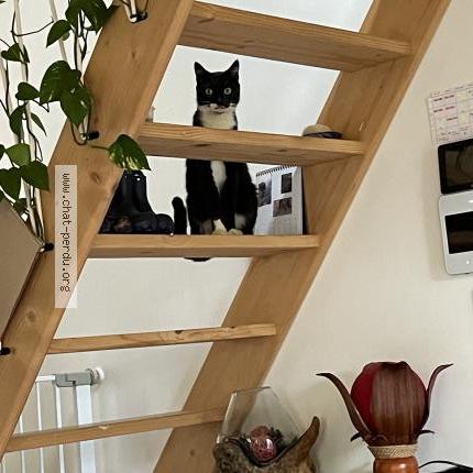 Photo 1/1 Found cat Found in Val de chaise