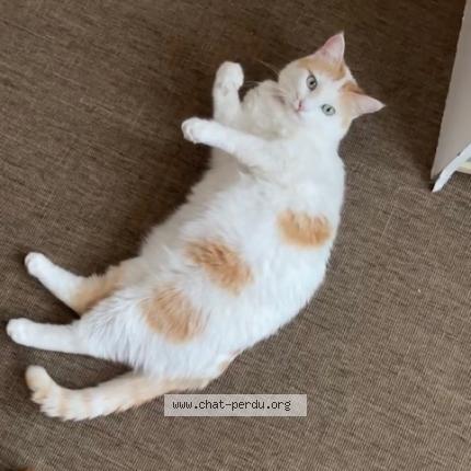 Photo 1/1 Zinzine Chat lost in Saint laurent de la salanque