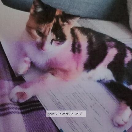 Photo 1/1 zya Chat lost in Longuevillette