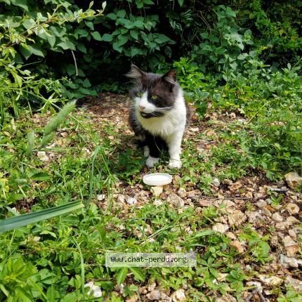 Photo 1/1 Found cat Found in Dreux