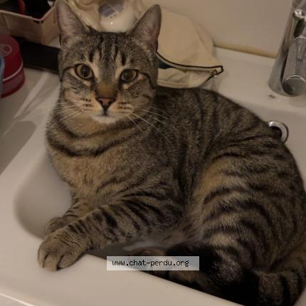 Photo 1/1 Milo Chat lost in Pierrevert