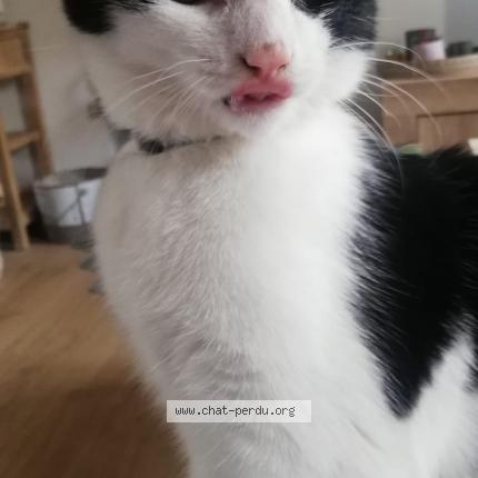 Photo 1/1 Spip Chat lost in Buvrinnes