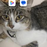 Picture of cat lost at Villepinte