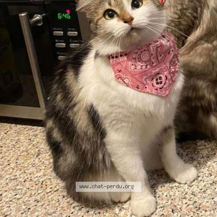 Photo 1/1 Nala Chat lost in Le quesnoy