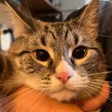 Picture of cat lost at St Pierre D Albigny