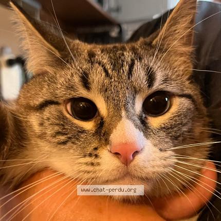 Photo 1/1 Tempête Chat lost in St pierre d albigny