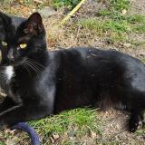 Picture of cat lost at Fresquiennes