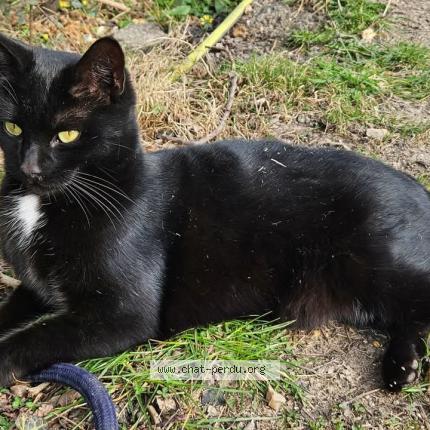 Photo 1/1 CROCMOU Chat lost in Fresquiennes